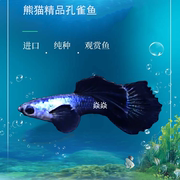 熊猫孔雀鱼观赏鱼热带鱼凤尾鱼，小型淡水鱼纯种活体宠物