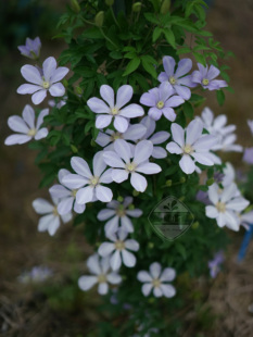 短柱野生铁线莲淡蓝色丰花勤花易种老园丁，庭院盆栽攀爬花卉