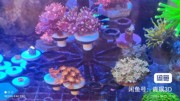 海缸 珊瑚断枝树形支架v2