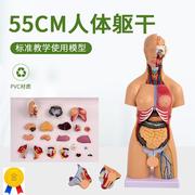 55cm高两性(高两性)躯干模型人体躯干解剖21件内脏，背部解剖人体标本模型
