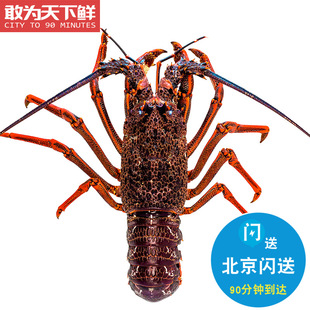 2-6斤都有!北京闪送鲜活澳龙新鲜海鲜，水产澳洲大龙虾可刺身