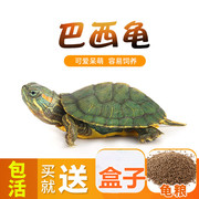 乌龟活体大小红耳龟宠物龟，龟苗黄金巴西龟，活物招财龟活的厂批