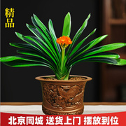 君子兰盆栽年宵花观赏花卉，绿植盆景室内春节送老人领导北京同城送