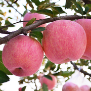 苹果树苗北方盆栽地栽嫁接苹果树苗红富士红肉黑钻苹果苗当年结果
