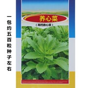 高钙菜养心菜种子救心菜养心菜苗菜种子费菜种苗四季种植蔬菜种