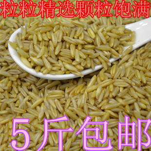 新燕麦米 煮粥好食材 燕麦500g