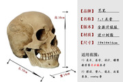 树脂骷髅头静物绘画人头骨艺用人体肌肉骨骼解剖头颅头骨模型美术