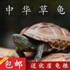 纯种外塘中华草龟活物乌龟苏北金线龟苗墨龟宠物观赏龟陆地网红龟