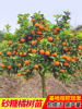 无籽沙糖橘苗橘子树砂糖橘，树苗盆栽地栽桔子，树苗南方果树橘子苗树