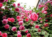 大花藤本月季大游行月季，适合庭院阳台品种，四季淡香蔷薇花卉小苗