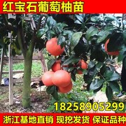 正宗台湾甜葡萄柚苗 红宝石西柚树苗 红心西柚苗 柚子苗当年挂果