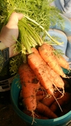 5斤装农家新鲜胡萝卜非转基因水果红萝卜黄萝卜自种农家