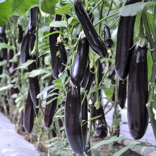 东北茄子新鲜5斤东北黑长，茄子农家自种龙江当季新鲜蔬菜紫茄子