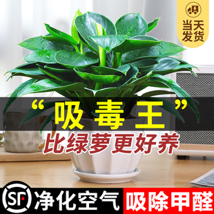 金钻盆栽绿萝箩室内植物，花卉水培绿植办公室，多肉净化空气去除甲醛