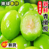 新鲜青橄榄5斤现摘应当季生檀香橄榄柑榄果孕妇甜种水果特产3