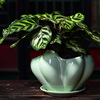 陶瓷花盆带托盘特大号简约兰花，创意绿萝盆栽家用室内花卉绿植盆景