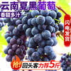新鲜云南夏黑葡萄无籽果园水果，应当季2024上市现摘产地速直发提红