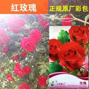 彩包四季玫瑰花种子，粉红色10粒庭院阳台盆栽，观赏芳香花卉