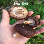 新鲜野生香菇 金钱菇蘑 冬菇特产 福建三明 闽西北 原始森林 椴木