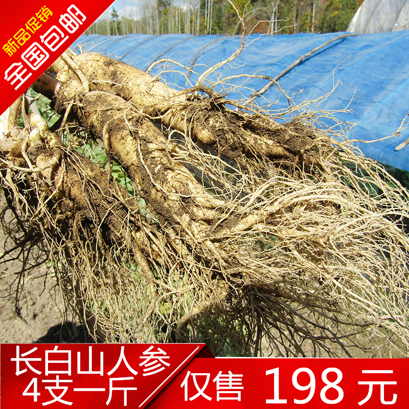 长白山新鲜人参4支500克1斤特大新鲜带土野人