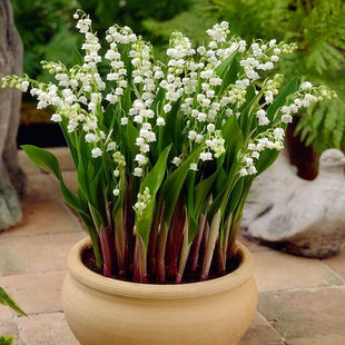 10颗带芽铃兰根花苗浓香小型盆栽，绿植耐寒种球风信子室内花卉植物