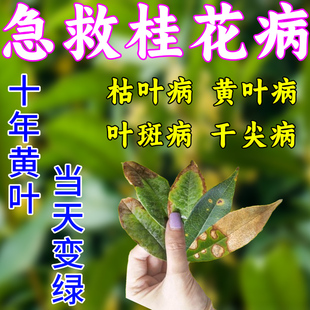 桂花枯叶病黄叶焦叶干尖黑斑病专用杀菌桂花树专用肥料专用营养液