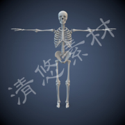 人体骨骼模型mayac4dfbx格式骨骼，绑定骷髅骨头架文件非实物368
