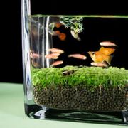 水草缸居家diy玻璃花瓶生态小鱼缸盆栽透明水培植物四季微景观