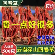 回春草野生新鲜不老草云南回春草粉500g泡茶男性肉苁蓉锁阳泡酒料