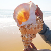天。然大真海螺贝壳摆件，工艺品鱼造23574号景海的声音特角可吹玩