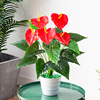 红掌仿真花盆栽套装塑料花假花，室内客厅落地装饰仿真植物盆栽摆件