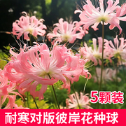 彼岸花种球曼珠沙华盆栽，红花换锦石蒜种球室内阳台花卉室外植物