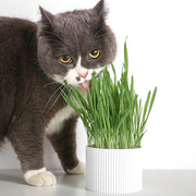 pidan猫草种植套装 去毛球化毛猫草猫咪盆栽猫薄荷小麦种子猫零食