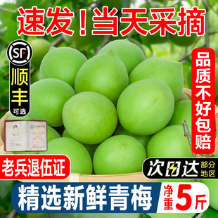 诏安青梅鲜果现摘青梅大果应季鲜梅酸梅泡酒青梅酵素脆梅子酸水果
