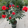 绯扇特大花月季玫瑰花苗浓香，四季开花盆栽庭院，阳台植物大红色花朵