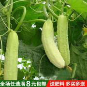 白玉三水果黄瓜种子  小白黄瓜脆甜生吃 蔬菜种子种子基地