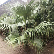 大叶蒲葵盆栽棕榈绿植走廊庭院，美化盆景植物净化空气好养易活绿化