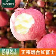 正宗烟台红富士苹果新鲜脆甜山东栖霞应季当季水果3/5斤10斤