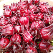 洛神花种子食用种子阳台，盆栽茄花草茶，种籽易种植(易种植)种籽
