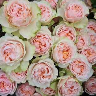 铃兰家维多利亚新娘，2023德国灌木，超玫瑰月季苗花卉盆栽