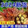 2024年头茬新鲜香椿芽3斤现摘嫩芽野生露天红油香椿头应当季蔬菜