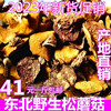 东北特产干货野生松蘑菇松菇山蛾子松蛾粘子粘团子松菇500g