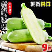 新鲜西葫芦9斤当季蔬菜，白瓜角瓜嫩茭瓜倭瓜特产整箱5