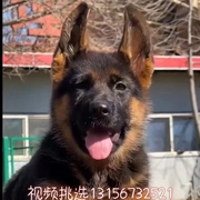 德国牧羊犬幼犬纯种德牧幼犬黑背犬警犬牧羊犬放羊狗纯种狗粮