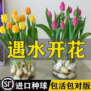 荷兰郁金香种球盆栽水培植物室内百合鲜花四季开花好养活水仙花卉