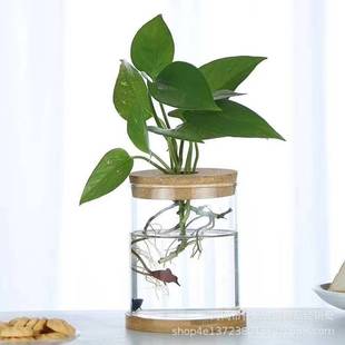 透明玻璃花瓶绿萝水培玻璃瓶，客厅创意小清新桌面摆件装饰花盆