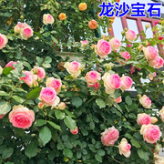 粉色龙沙宝石藤本月季花苗，庭院阳台爬藤植物攀援植物玫瑰蔷薇花苗