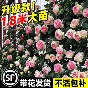 1米8大苗蔷薇花苗藤本月季，阳台爬藤植物，特大花四季开花卉盆栽玫瑰