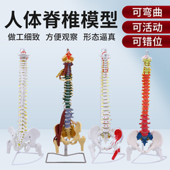 人体脊柱黄和骨骼模型教学