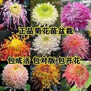 小菊花苗盆栽阳台庭院，四季开花好养植物，室内客厅可种植绿植花卉